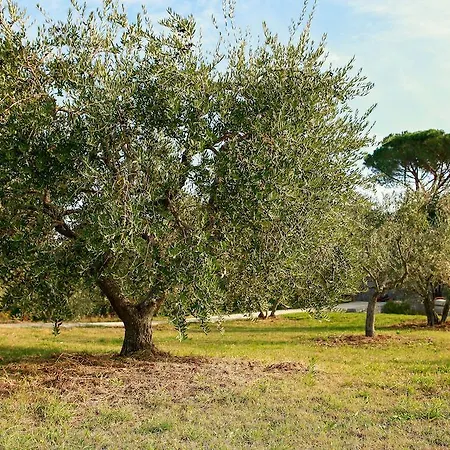 Degli Ulivi Apartamento Viterbo